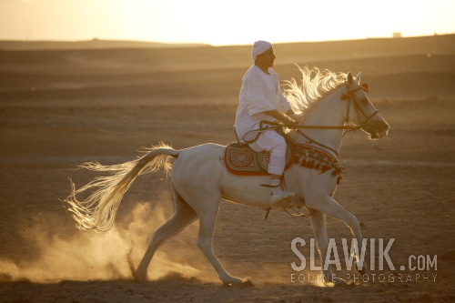 Araber Amar Sonnenuntergang  sedlání.jpg